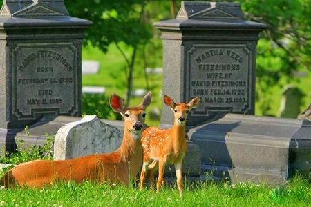 清明祭祖忌讳之阴宅风水
