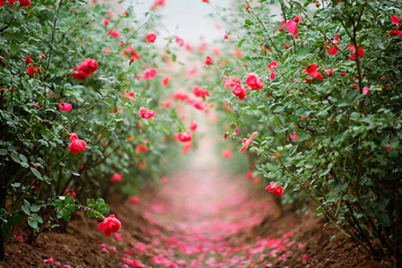 4月火星逆行,桃花最旺的星座