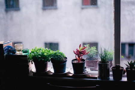 居室摆放绿色植物有风水讲究 居室摆放绿色植物有风水讲究