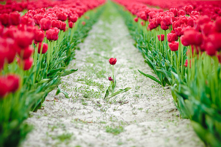 五一假期12星座提升桃花秘笈! 五一假期12星座提升桃花秘笈!