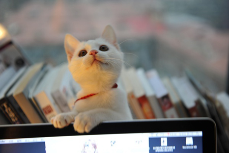 ְ��������������Ķ��