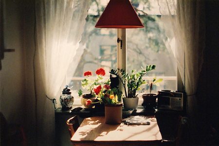 �ÿ�����ˮ��������������ֲ��