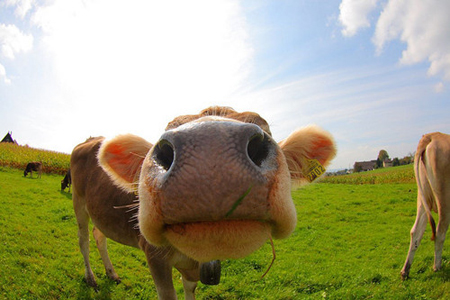 你的牛脾气属于哪种“牛”? 你的牛脾气属于哪种“牛”?