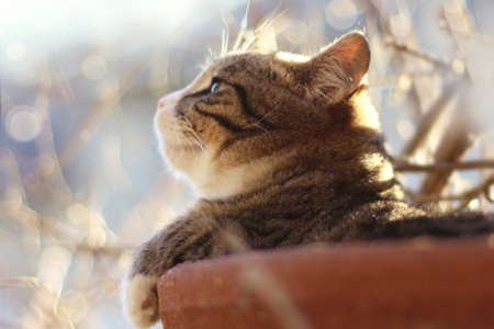 �ĸ������������㱶�м�į��