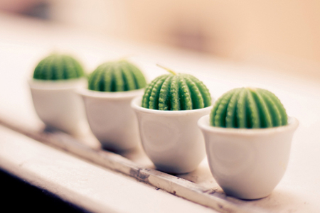 ��ֲ��������12��Ф�������죡