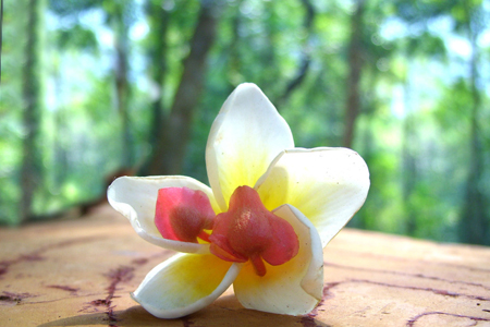 2015“春意盎然”的开年提运法 2015“春意盎然”的开年提运法