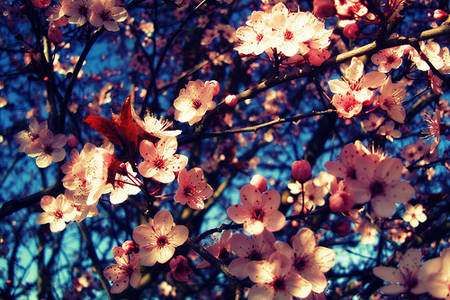 TOP4��Ф�һ�������ȴ�����֣�