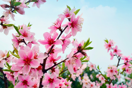 �´�����������˵�Ӧ��ֲ�