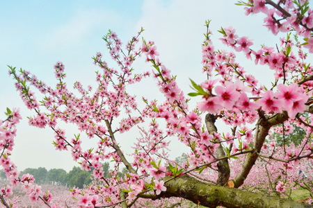 2015������ϲ����Ե�ĵ�����Ф