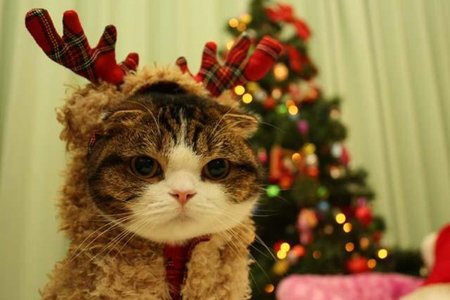 12星座哪些星座最萌 12星座哪些星座最萌