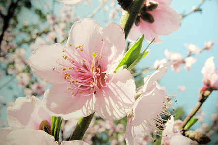 春天单身贵族桃花护身的妙招! 春天单身贵族桃花护身的妙招!