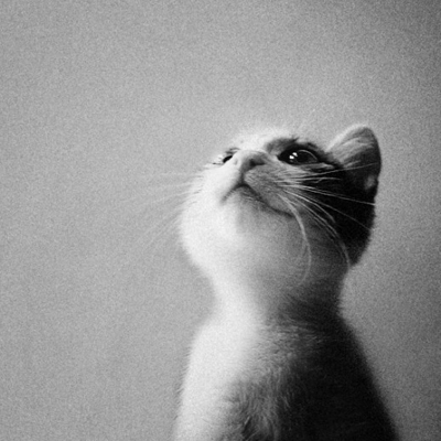 �����ص�а��ɷ��ж��