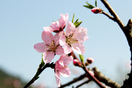 12����2015��6���һ�����