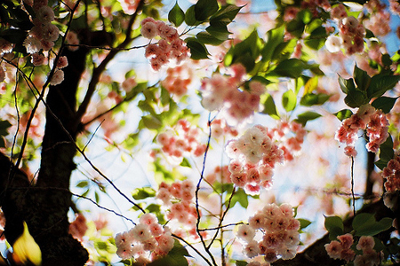 ����һ��7�µ�1����Ф�ǵ��һ�