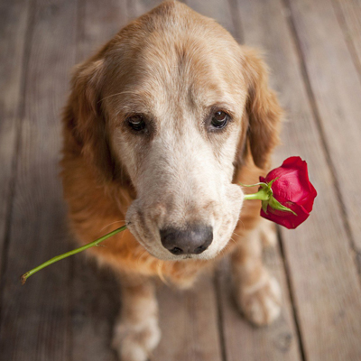 ��ϲ�����˸�������������