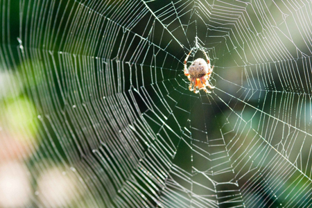 ������Щ������ֻ���ͷ�ľ�����