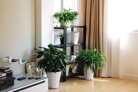 家宅旺运佳品!绿植就选TA 家宅旺运佳品!绿植就选TA