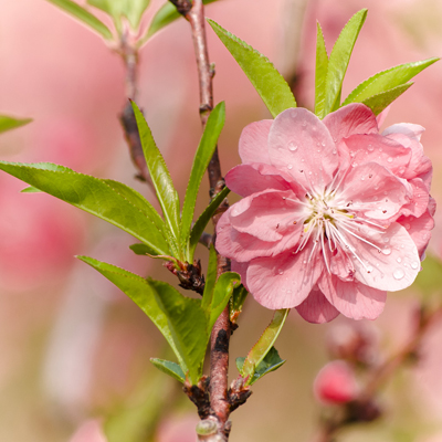 年末你如何修炼招桃花大法? 年末你如何修炼招桃花大法?