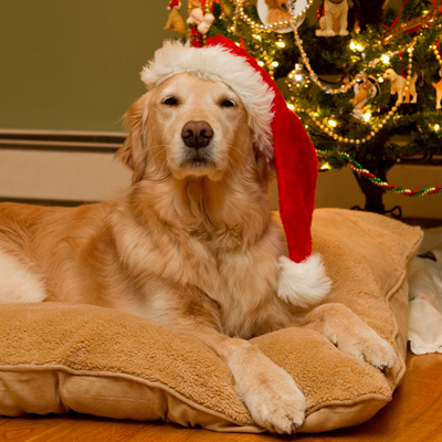 ����ʥ���������ֵ�������