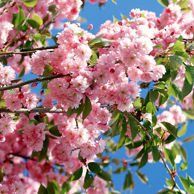 上半年啥时候属于你的桃花期? 上半年啥时候属于你的桃花期?