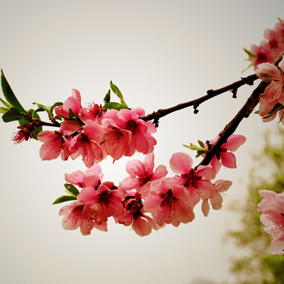 新年脱单你如何提升桃花运? 新年脱单你如何提升桃花运?