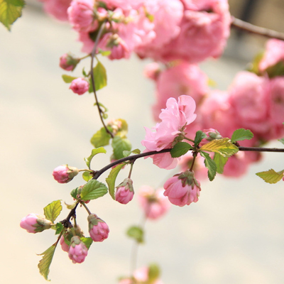 ����������Ƿ�������һ��٣�