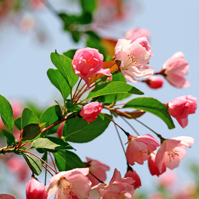 猴年你身边绽放多少朵桃花? 猴年你身边绽放多少朵桃花?