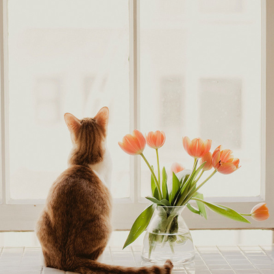 ���Ƿ����к��ʵı�̥����·��