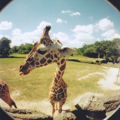 你的吸引力会是哪种动物能量? 你的吸引力会是哪种动物能量?