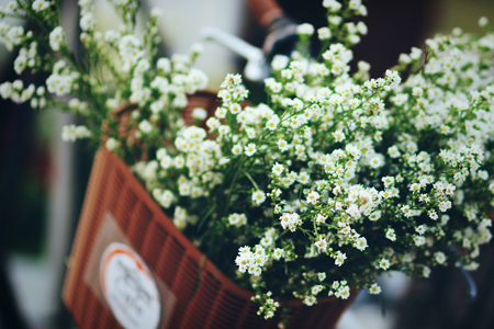 藤井树之2016年下半年运气最好的星座 藤井树之2016年下半年运气最好的星座