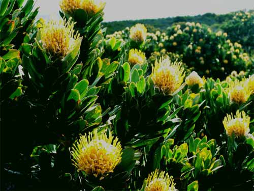 双击在新窗口按原始大小查看 点击查看下一页