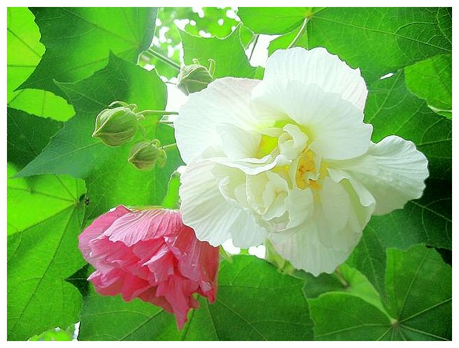 双击在新窗口按原始大小查看 点击查看下一页