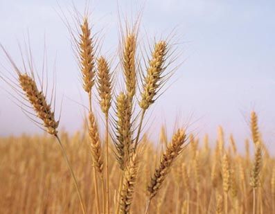 金牛三逐渐成熟的道路 金牛三逐渐成熟的道路