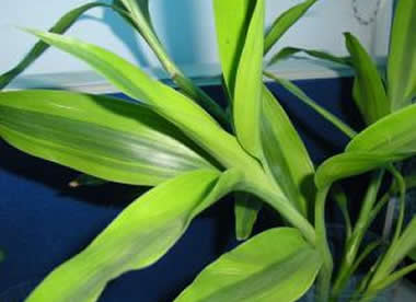 ����ƫ�ƴ���Ͷ����