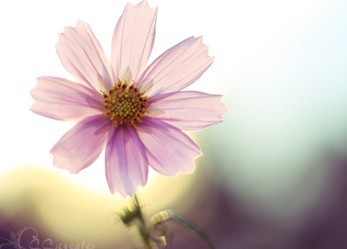 ���������һҳ