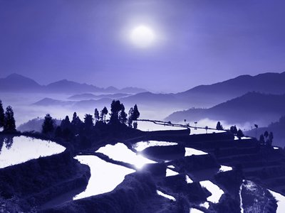 梦见自己打翻富贵竹