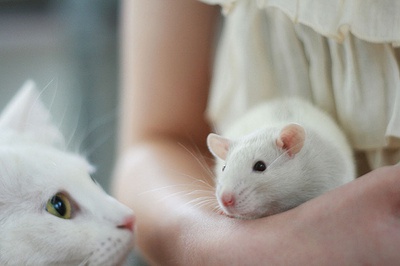 ��Щ�����������ܳɹ���