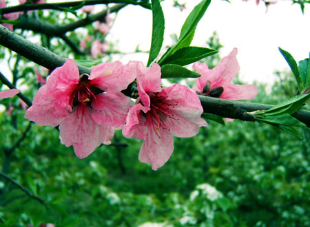 �ӽ����ϻ����������һ�