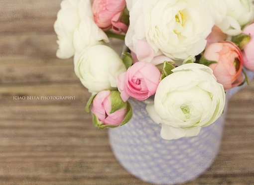 。 。、fromFlickr、摄影、那些花儿