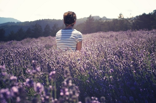 。 。、fromFlickr、薰衣草