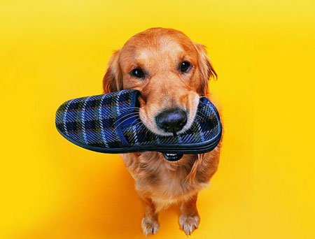 最自命不凡的星座们