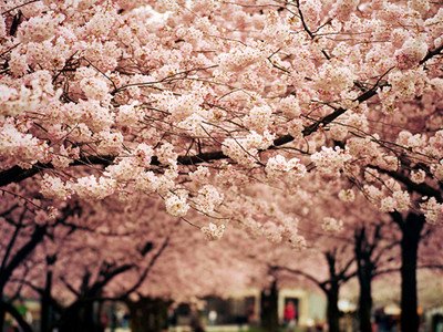 三月为情所困的生肖