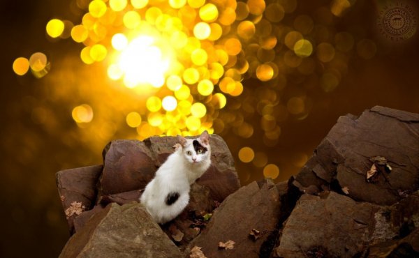 ������è�Ĺ����������ɾ�ͷ�е�è������