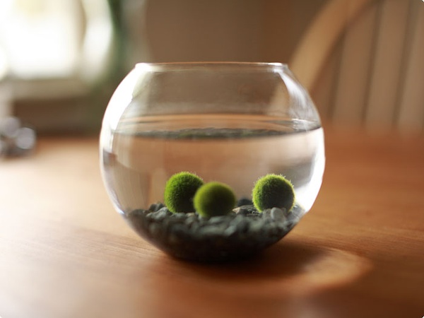 �����ͺ�