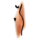 �����ûԵ�������