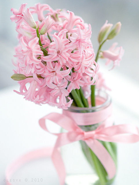 By Olesya(OLESYK)-题目:Pink Hyacinths(粉色风信子)