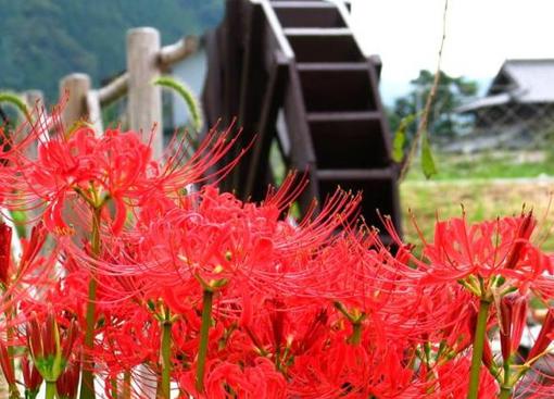 彼岸花 彼岸花、花、红色、妖艳