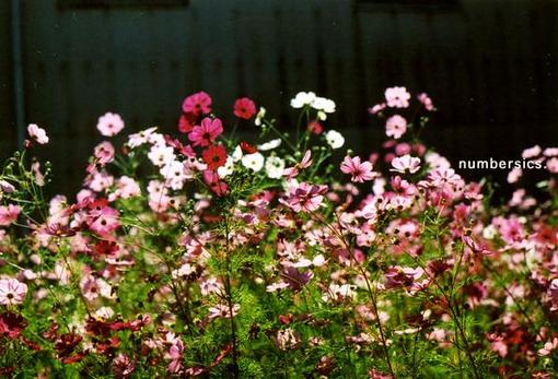 ?无与伦比ヤ美丽