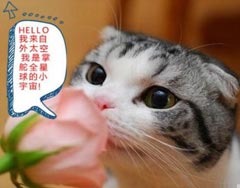 12星座爆笑萌宠表情都是什么样的?