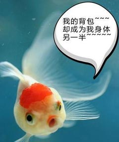 12������Ц�ȳ���鶼��ʲô���ģ�